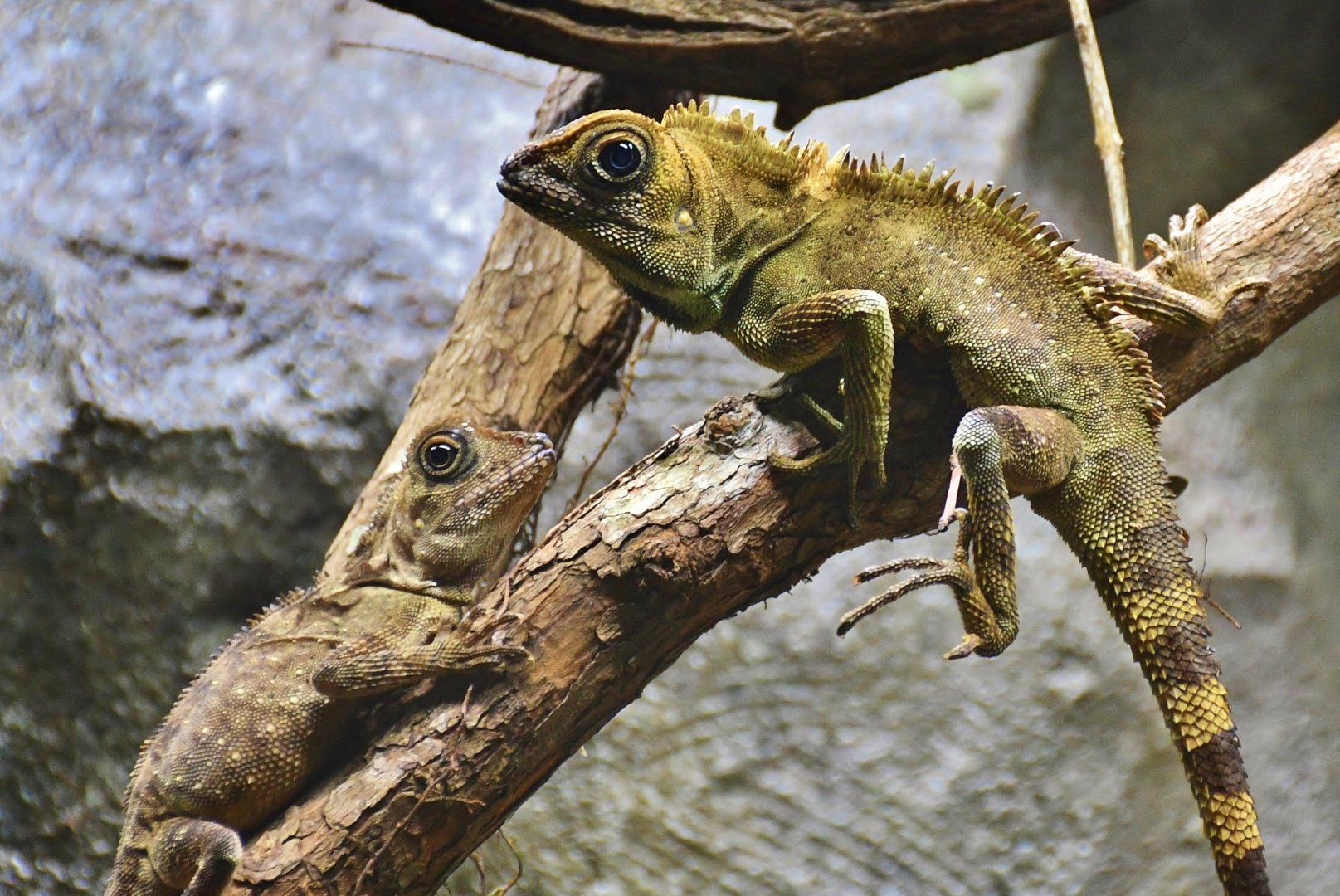 Bell's Anglehead Lizard (Gonocephalus bellii)