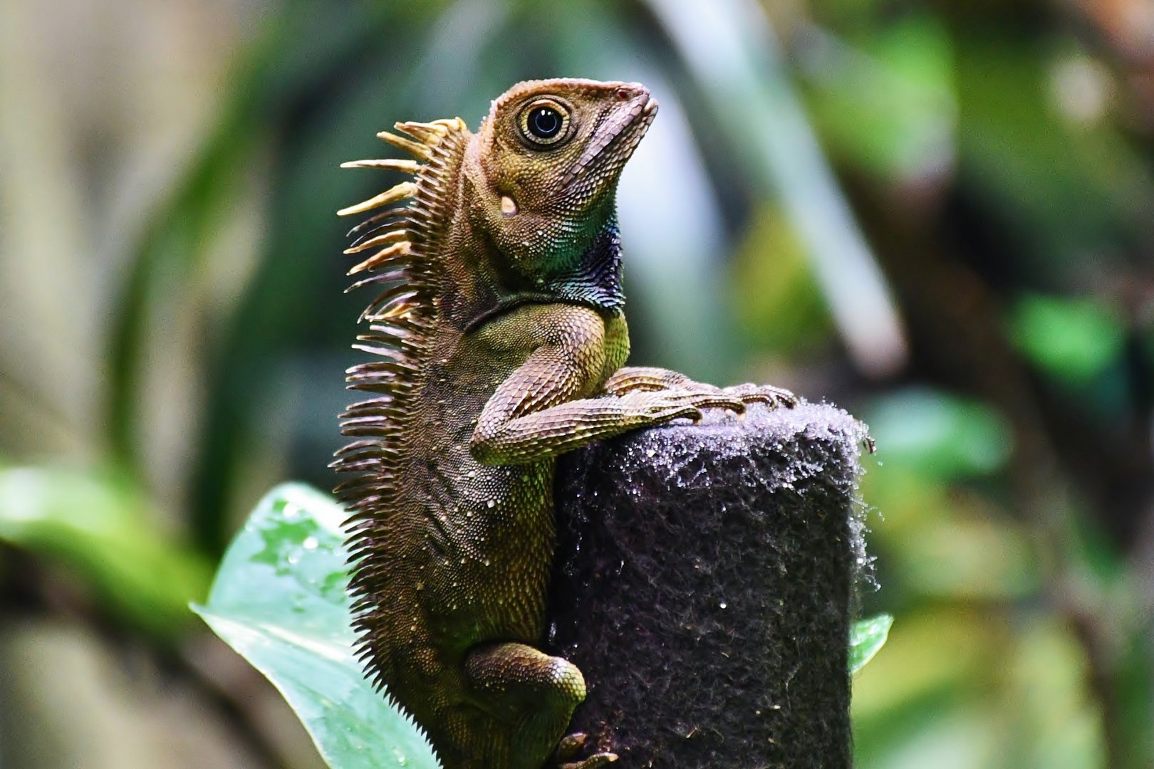 Bell's Anglehead Lizard (Gonocephalus bellii)
