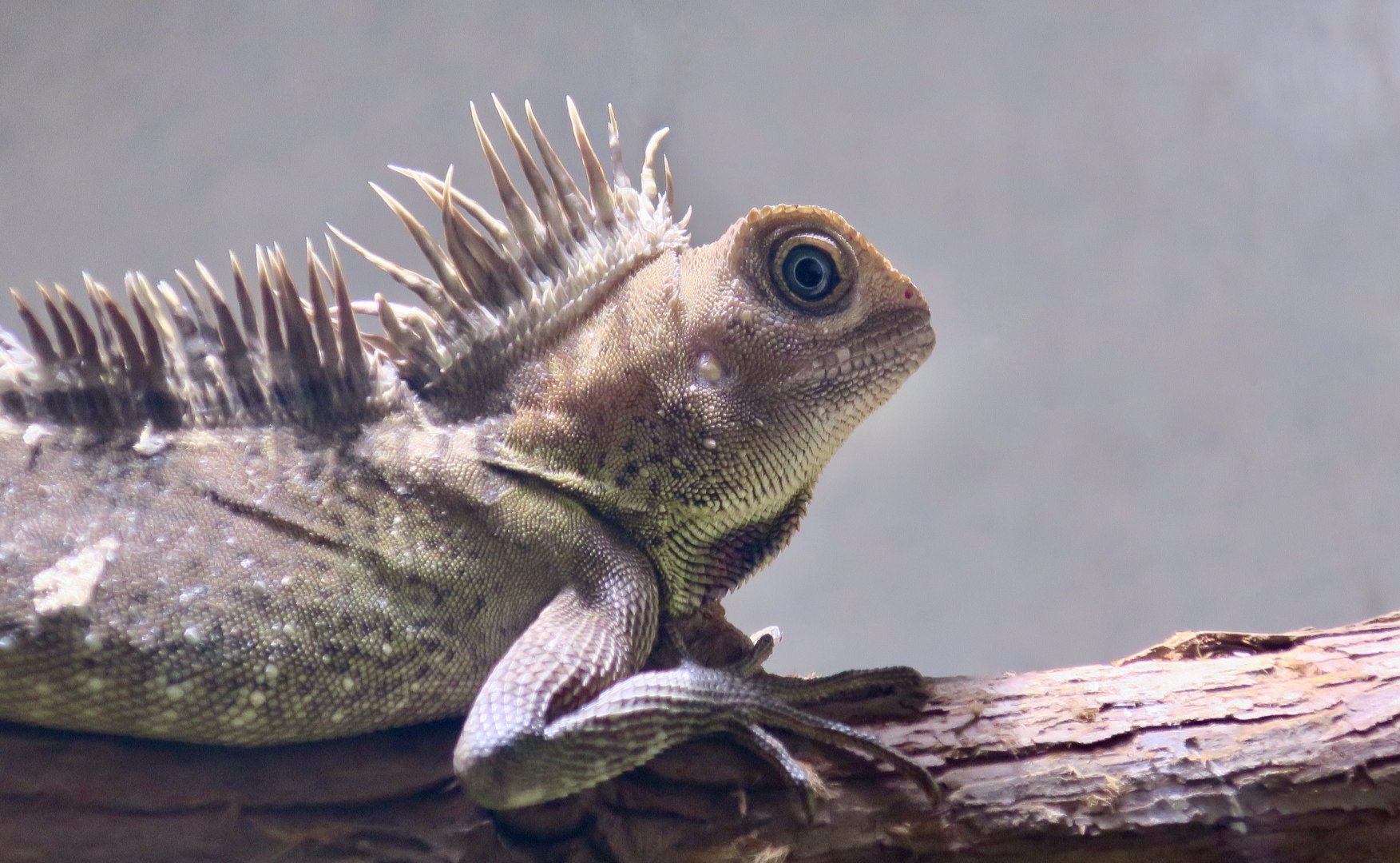 Bell's Anglehead Lizard (Gonocephalus bellii)
