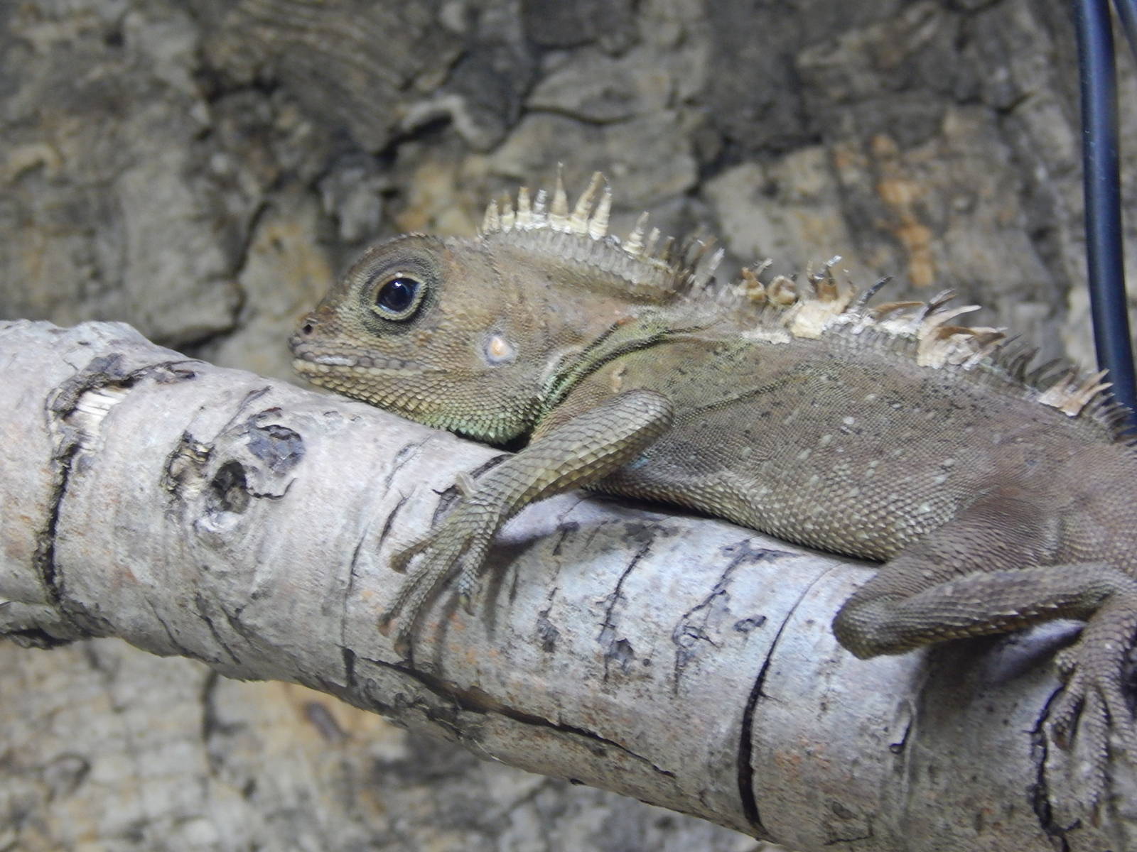 Bell's Anglehead Lizard