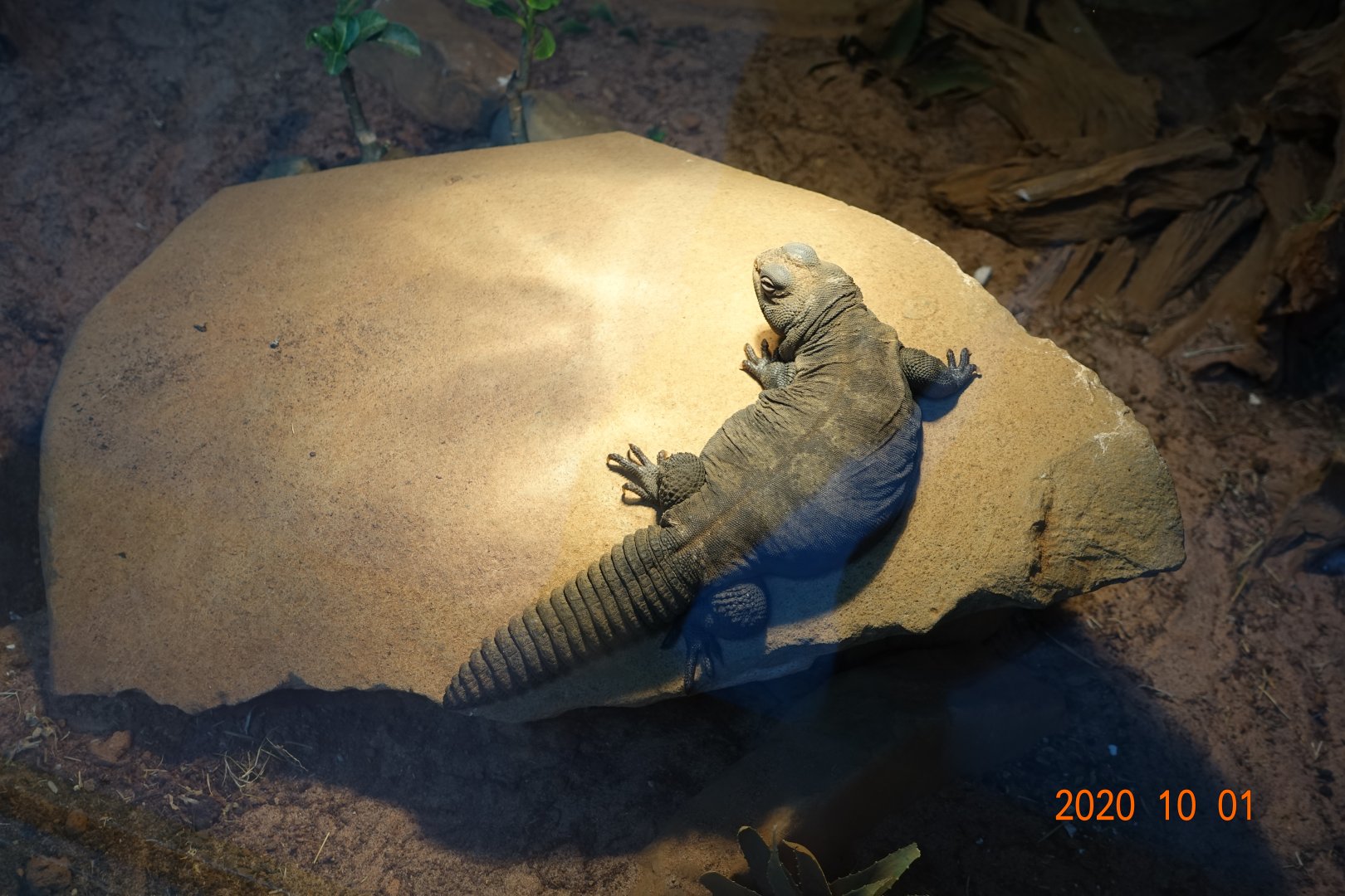 Bell's Dabb Lizard (Uromastyx acanthinura)