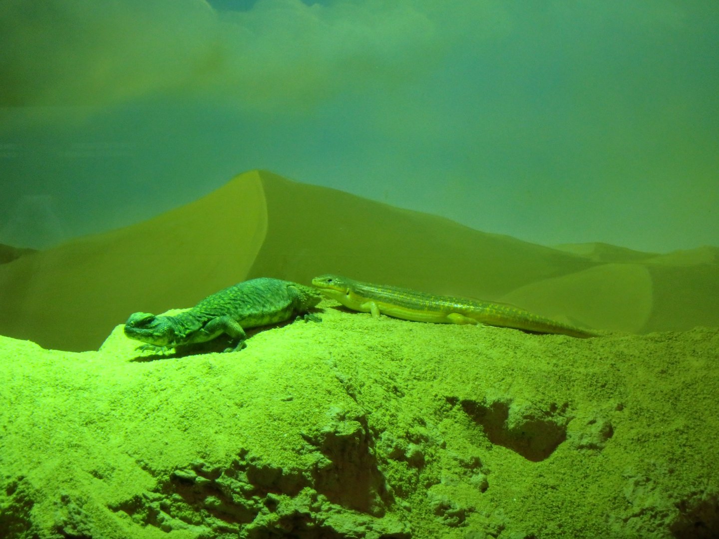 Bell's dabb lizards and African gold skinks