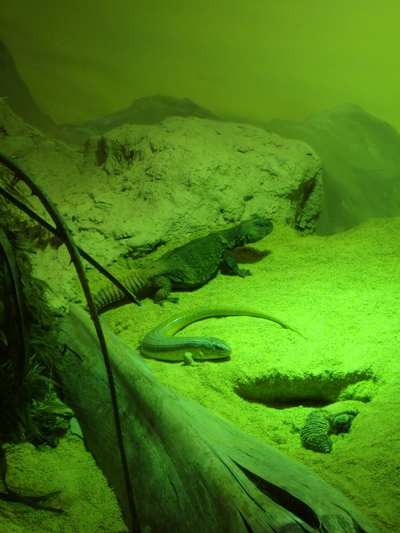 Bell's dabb lizards and African gold skinks