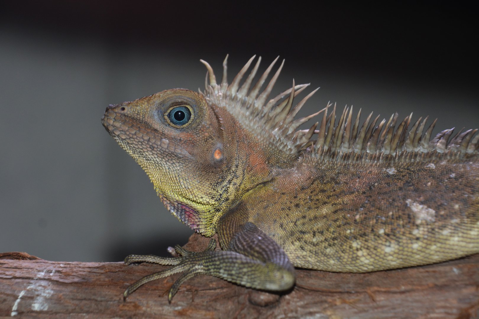Bell's forest dragon (Gonocephalus bellii)