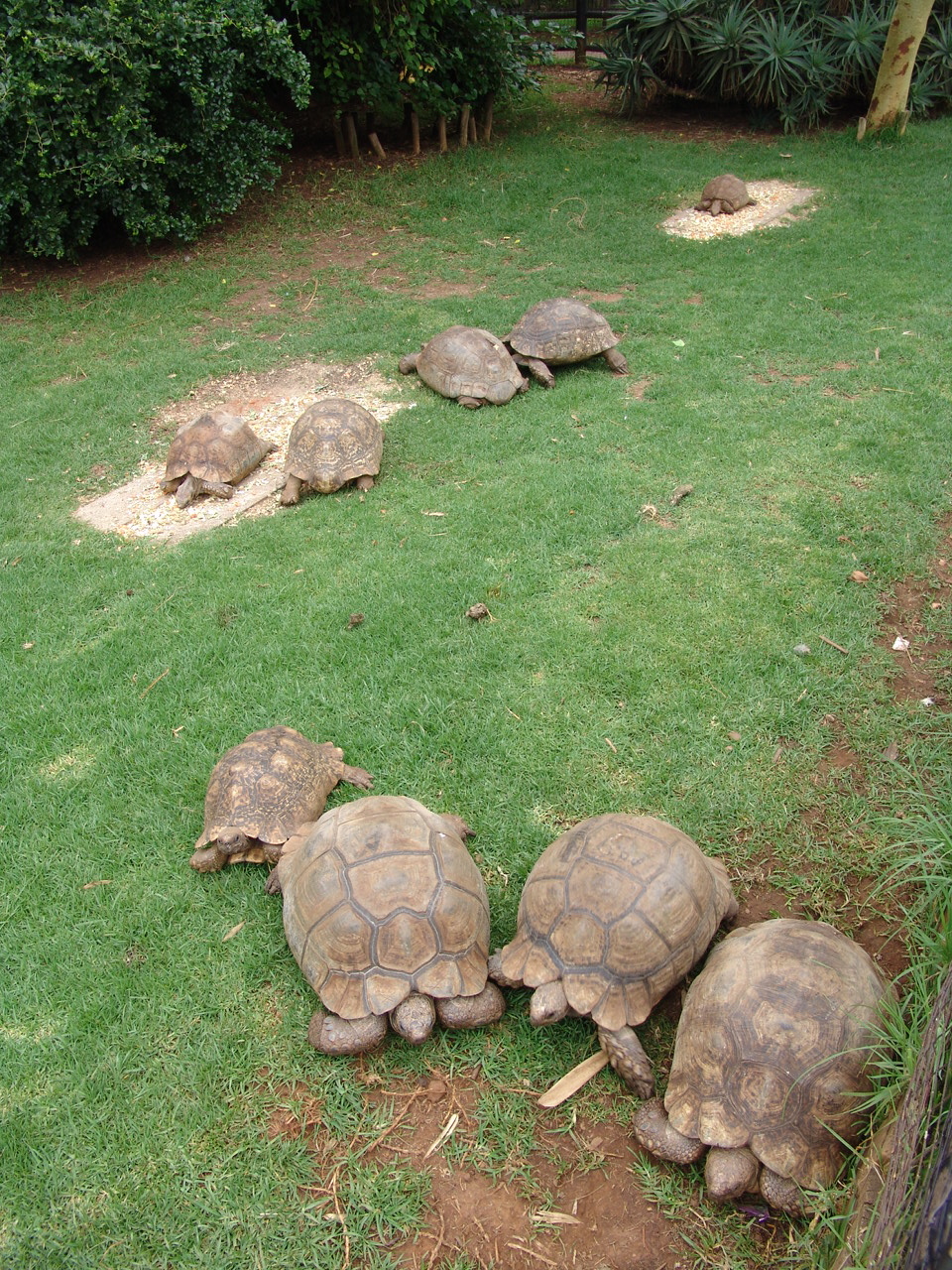 Bell's hinge-back tortoise (Kinixys belliana) and Leopard tortoises (Stigmo