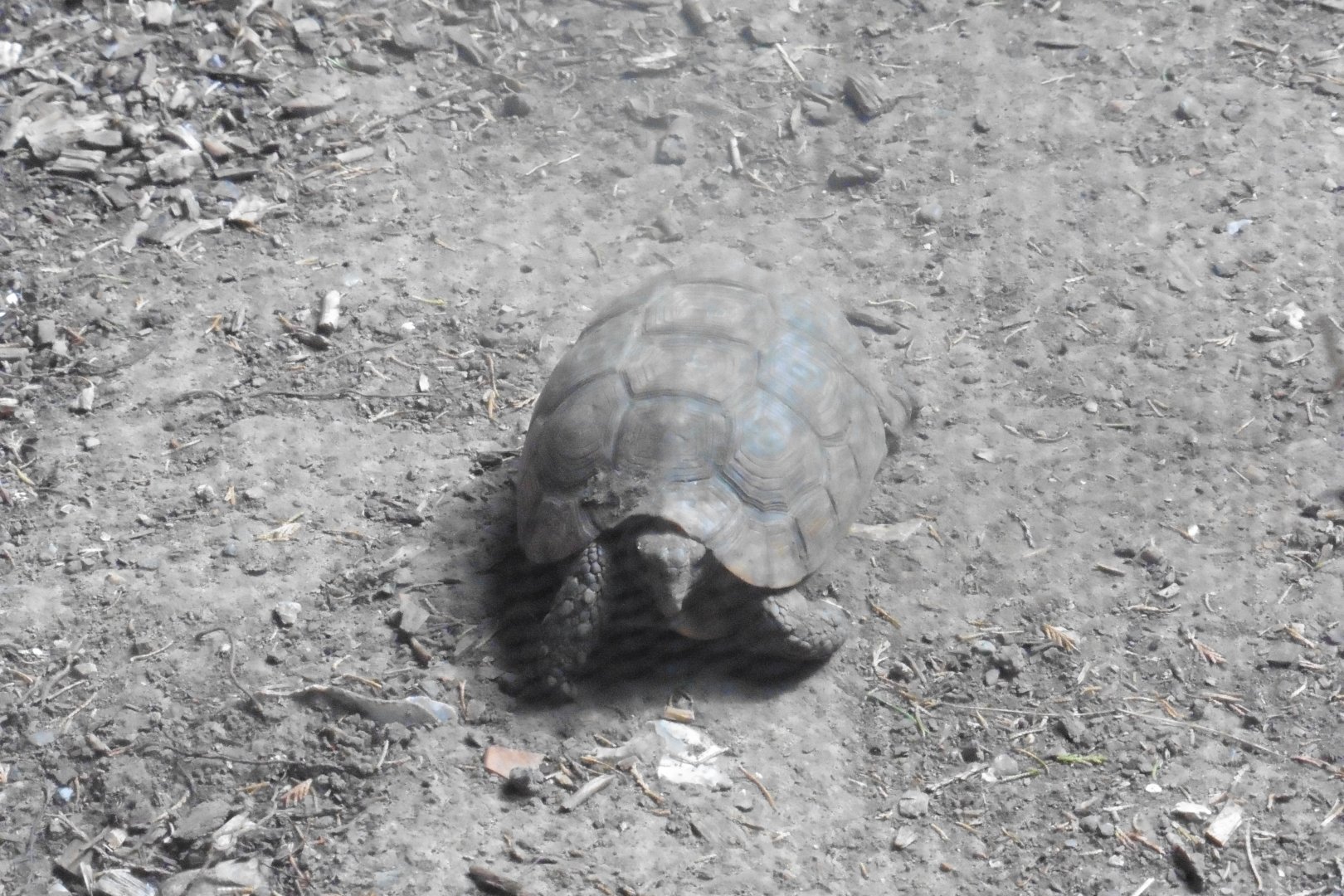 Bell's Hinge-back Tortoise