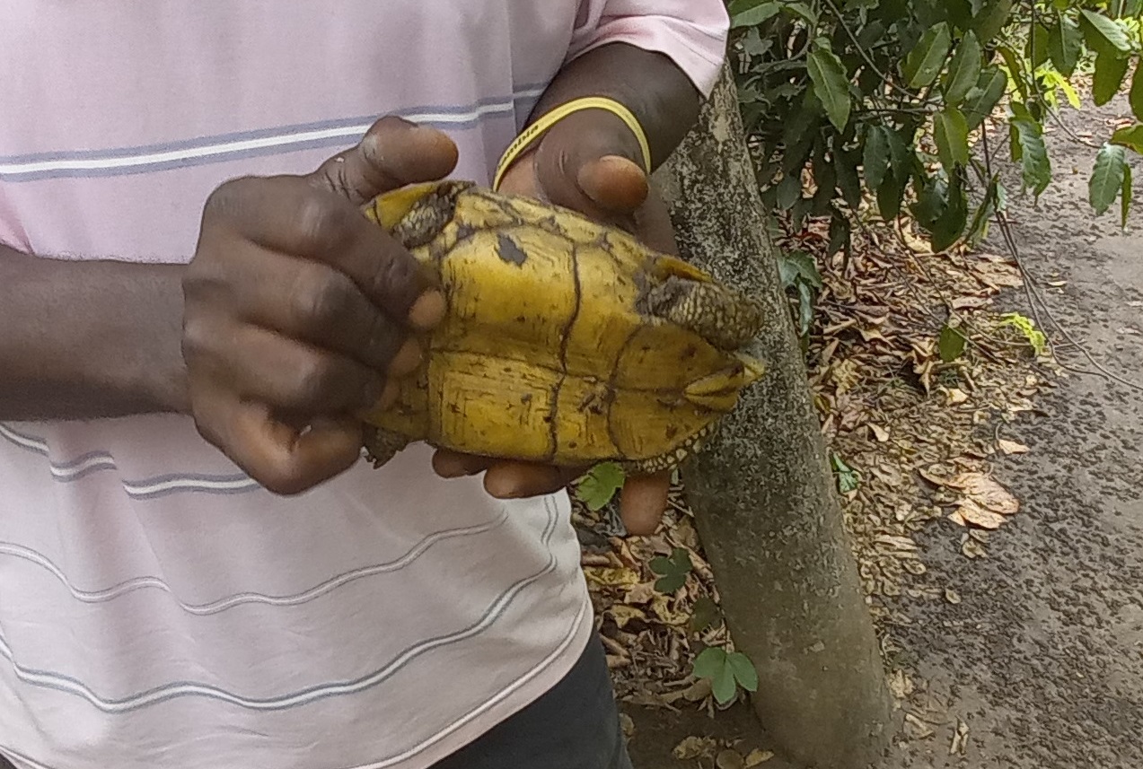 Bell's hinge-back tortoise