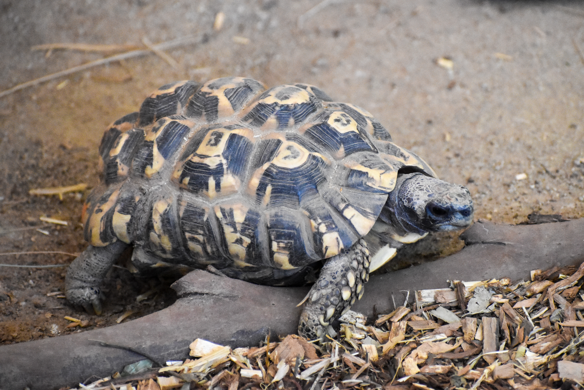 Bell's Hinge-back Tortoise