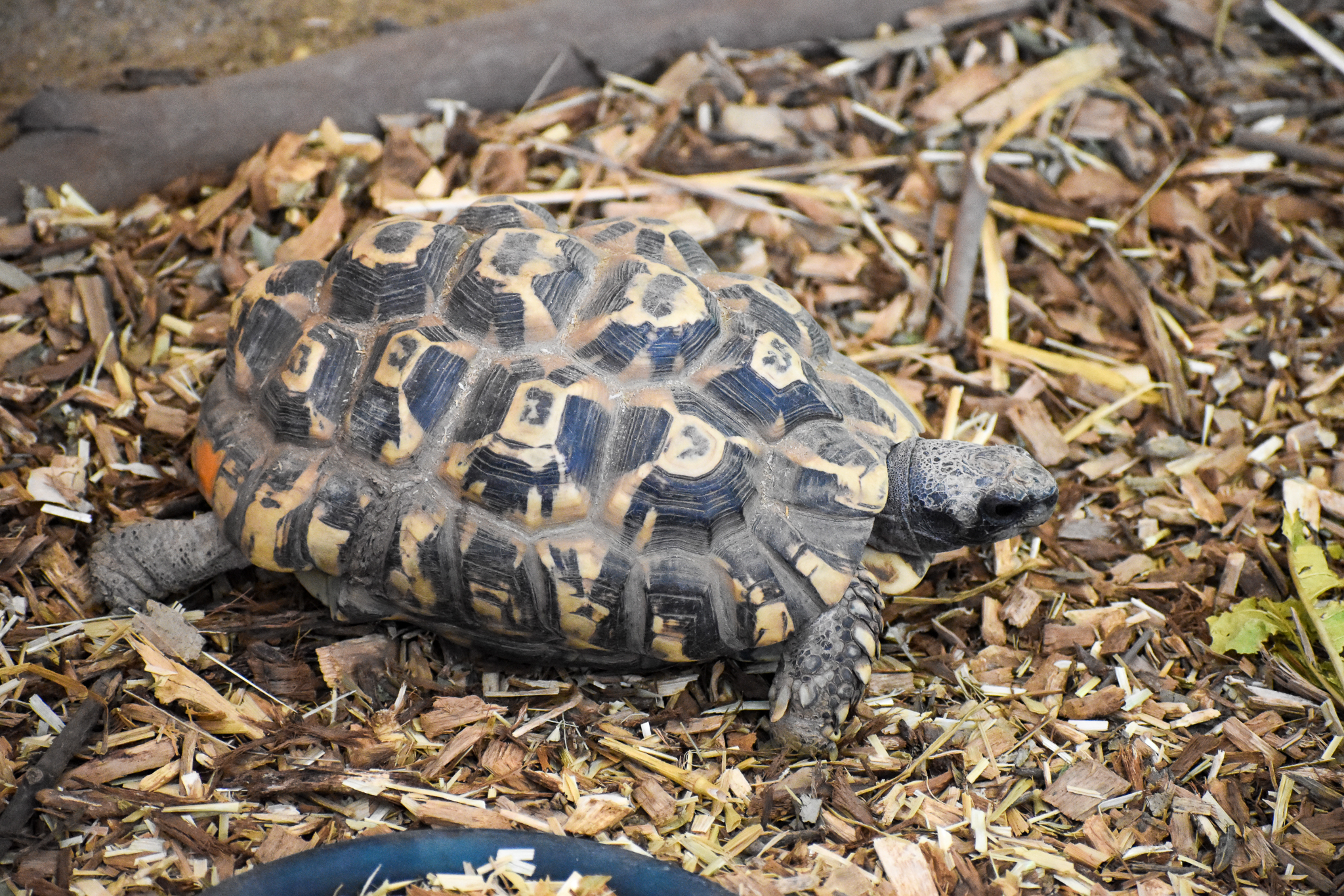 Bell's Hinge-back Tortoise