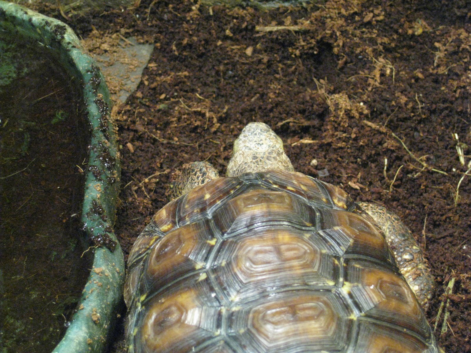 Bell's Hinge-Back Tortoise