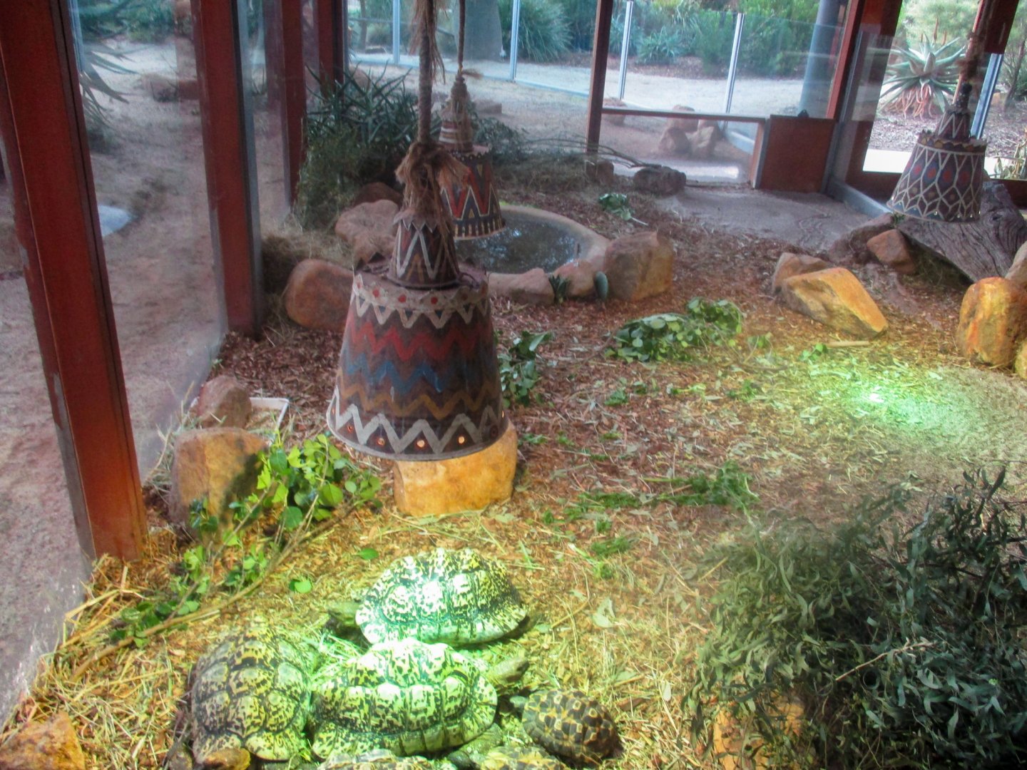 Bell's Hingeback/Leopard Tortoise Enclosure - June 2016