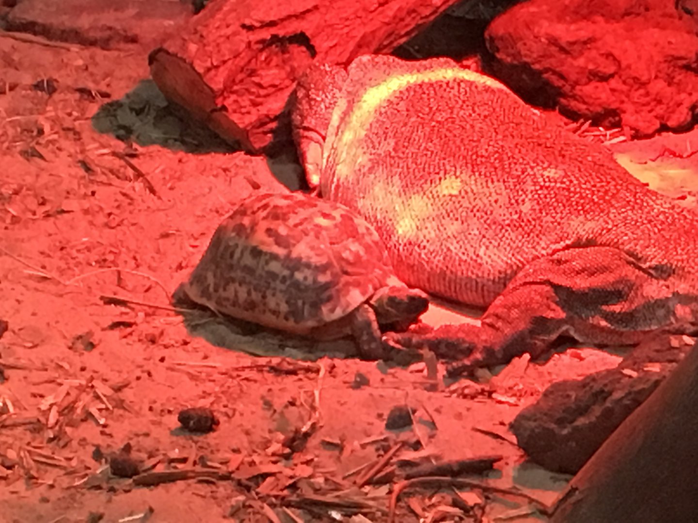 Bell's hingeback tortoise 040817