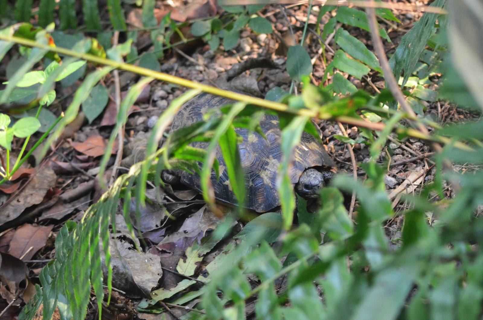 Bell's Hingeback Tortoise at Zurich Zoo, 10/09/16