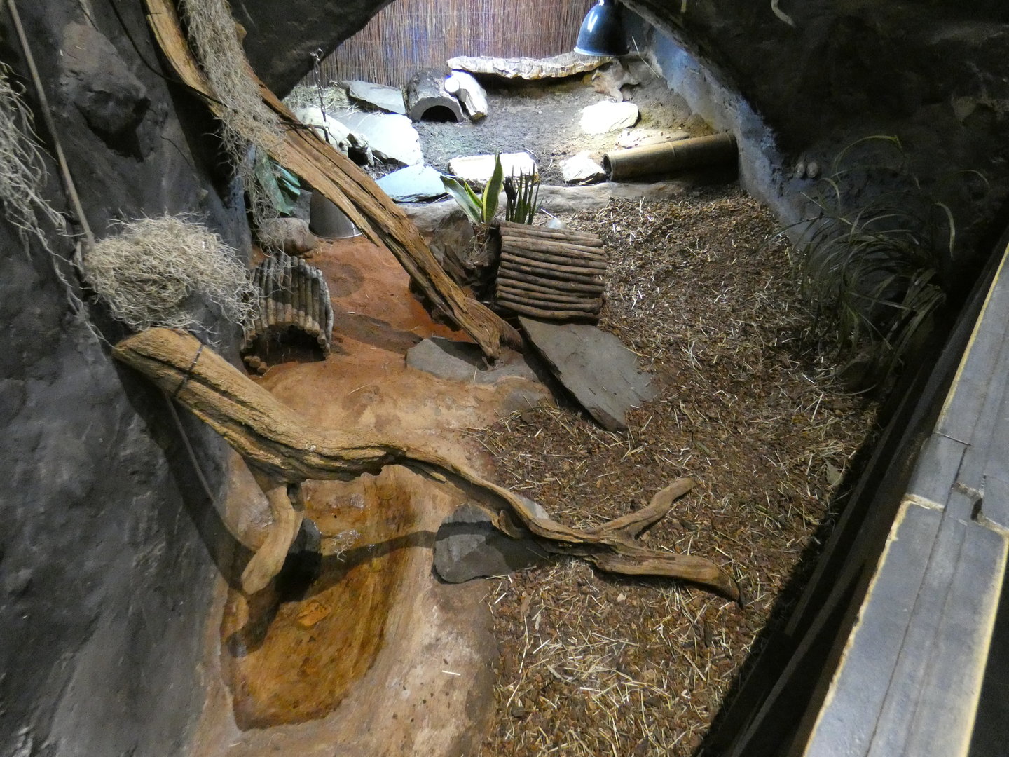 Bell's hingeback tortoise enclosure