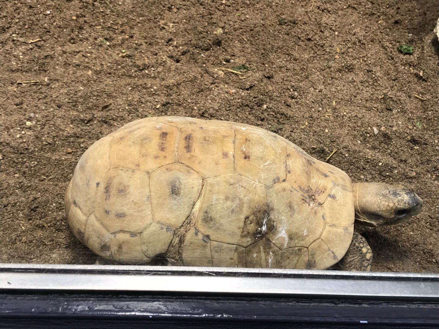 Bell’s hingeback tortoise (Kinixys belliana) 280118