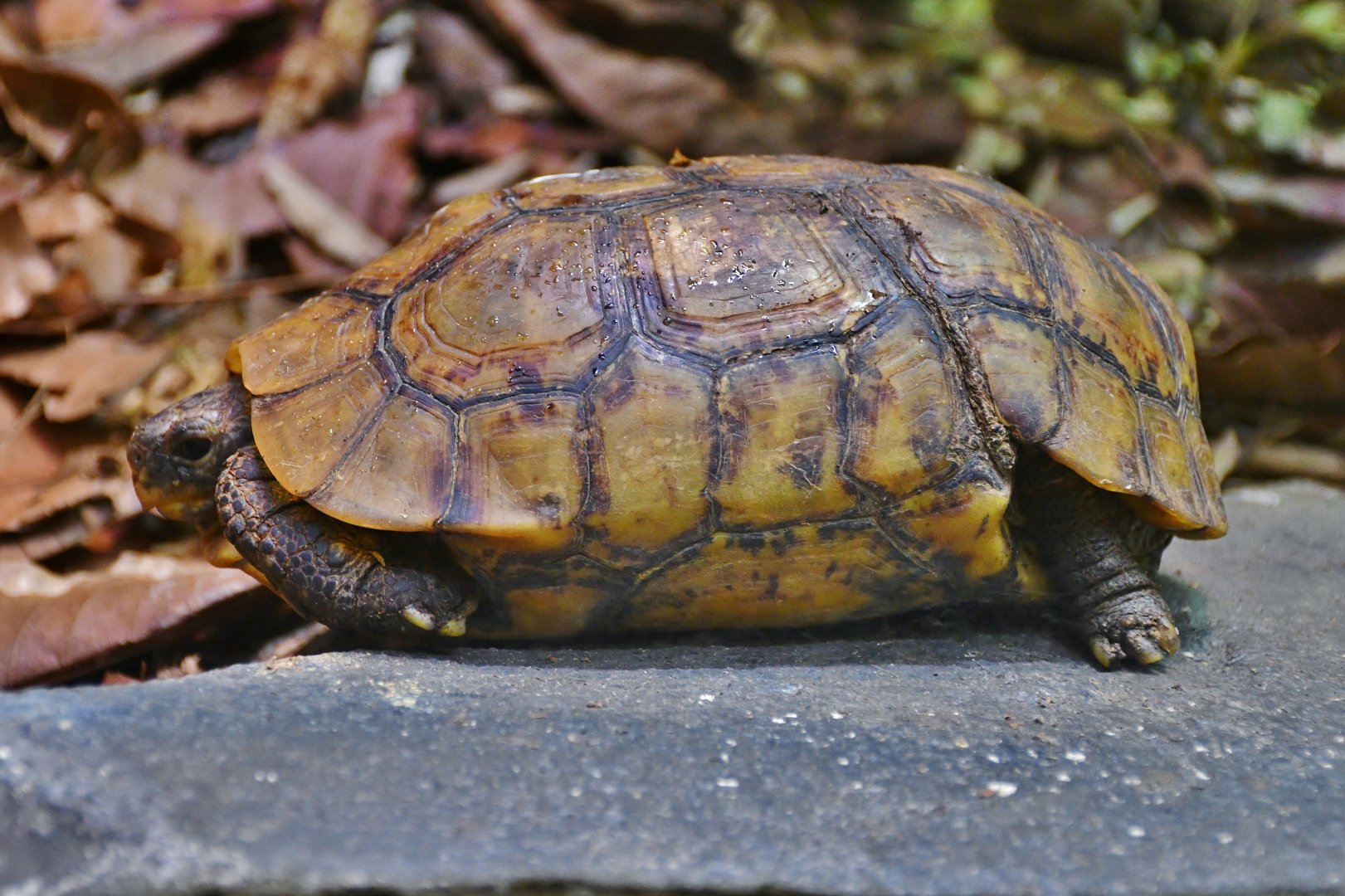 Bell's Hingeback Tortoise (Kinixys belliana)