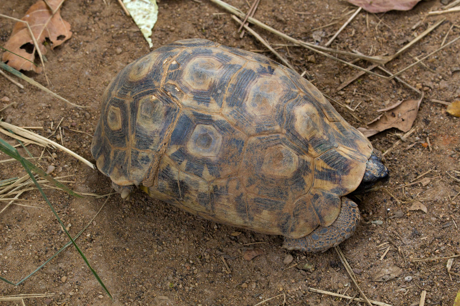 Bells Hingeback Tortoise