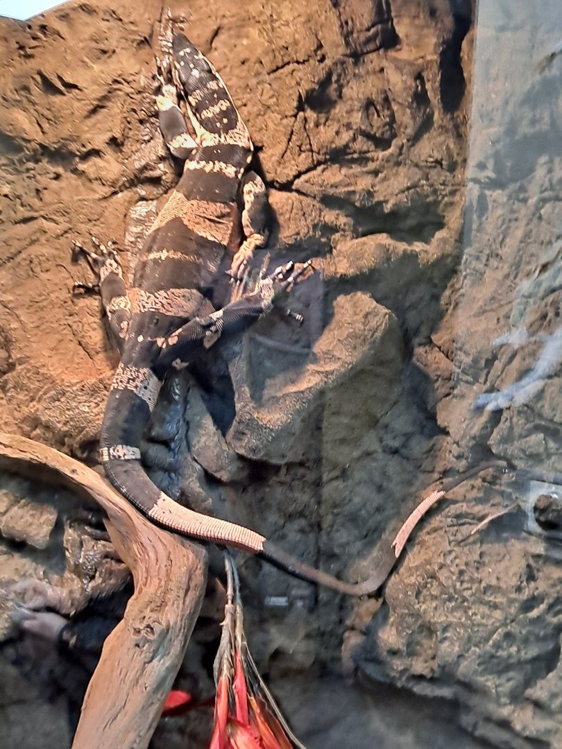 Bell's Phase Lace Monitor (11/14/24)