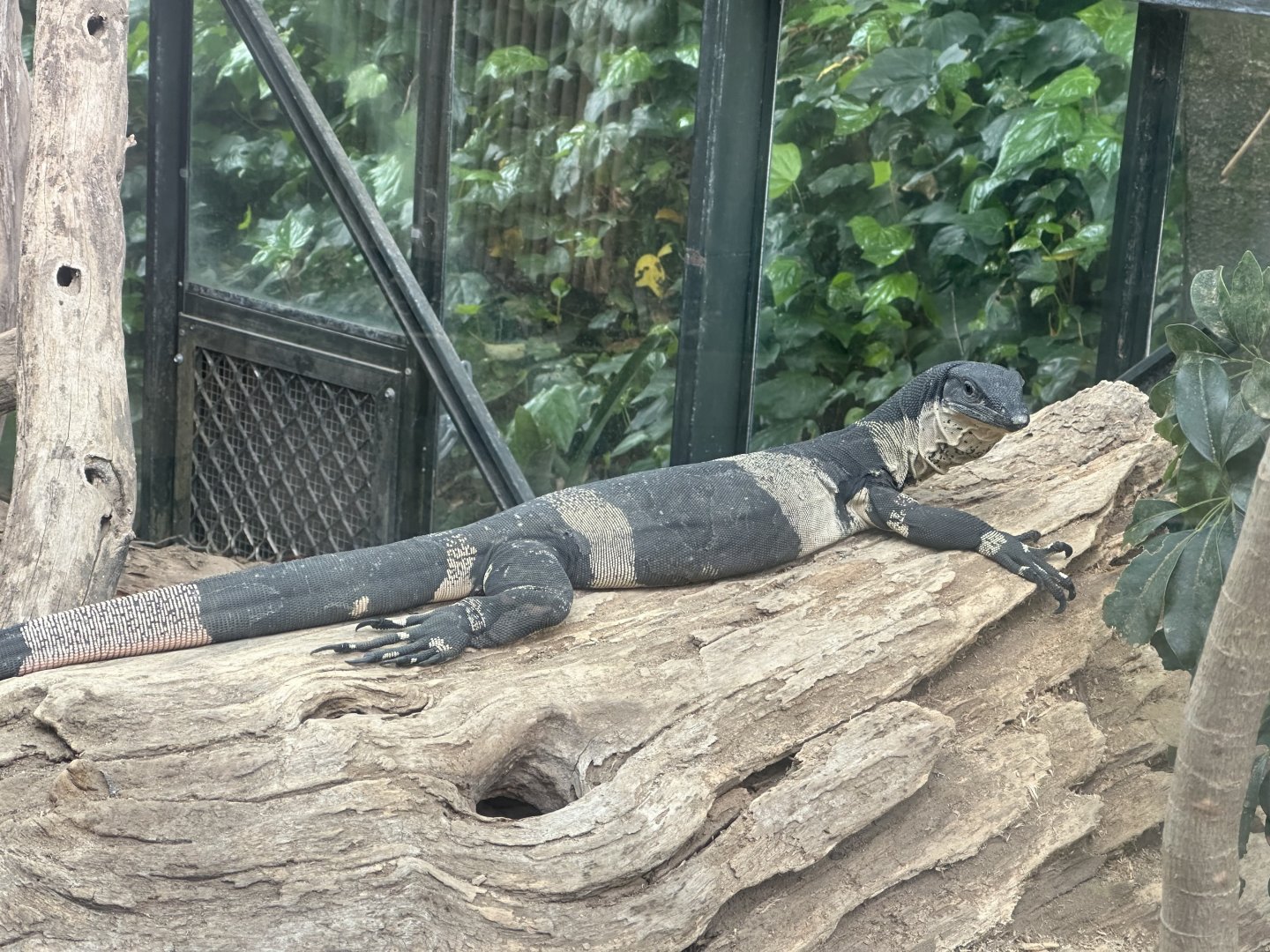 Bell’s Phase Lace monitor (Varanus varius)