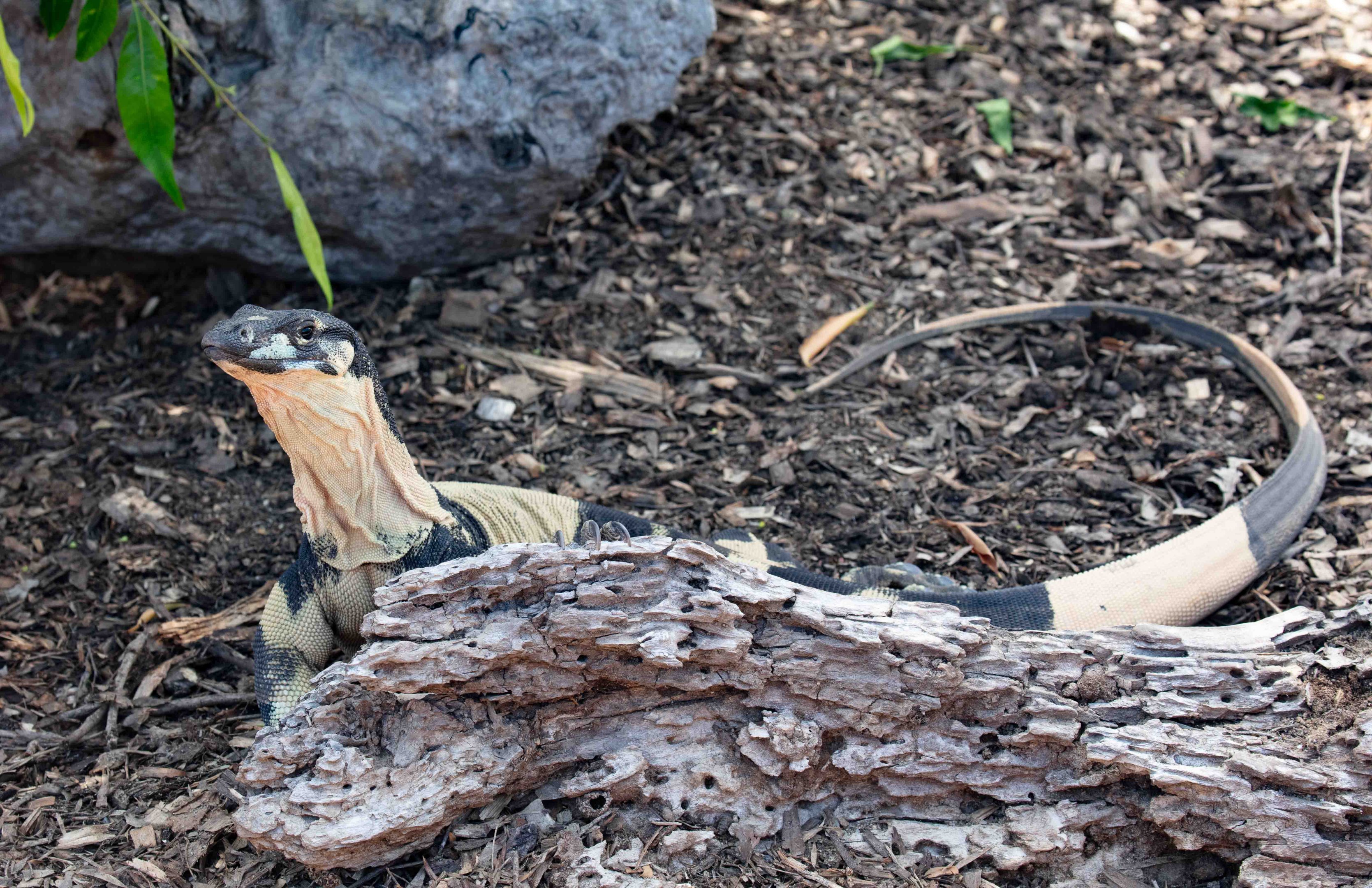 Bell's phase Lace Monitor