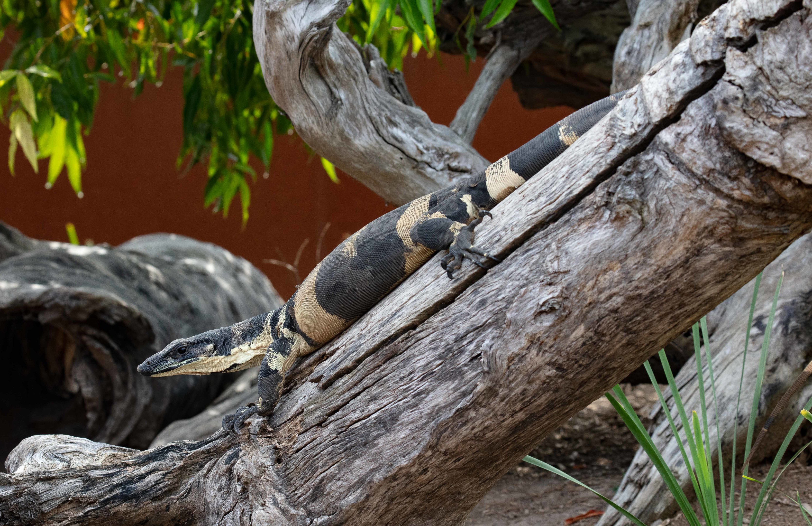 Bell's Phase Lace Monitor