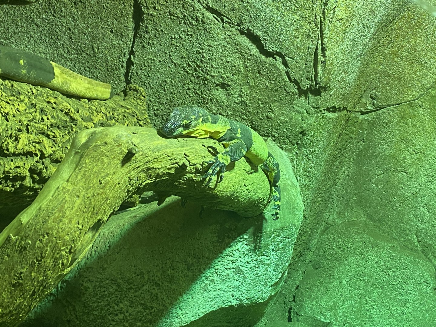 Bell’s phase lace monitor