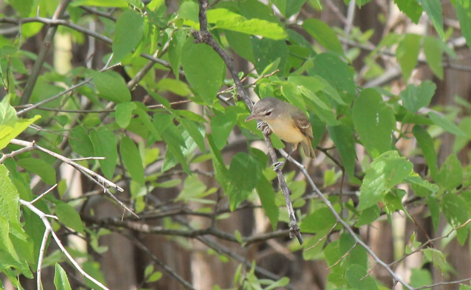 Bell's Vireo