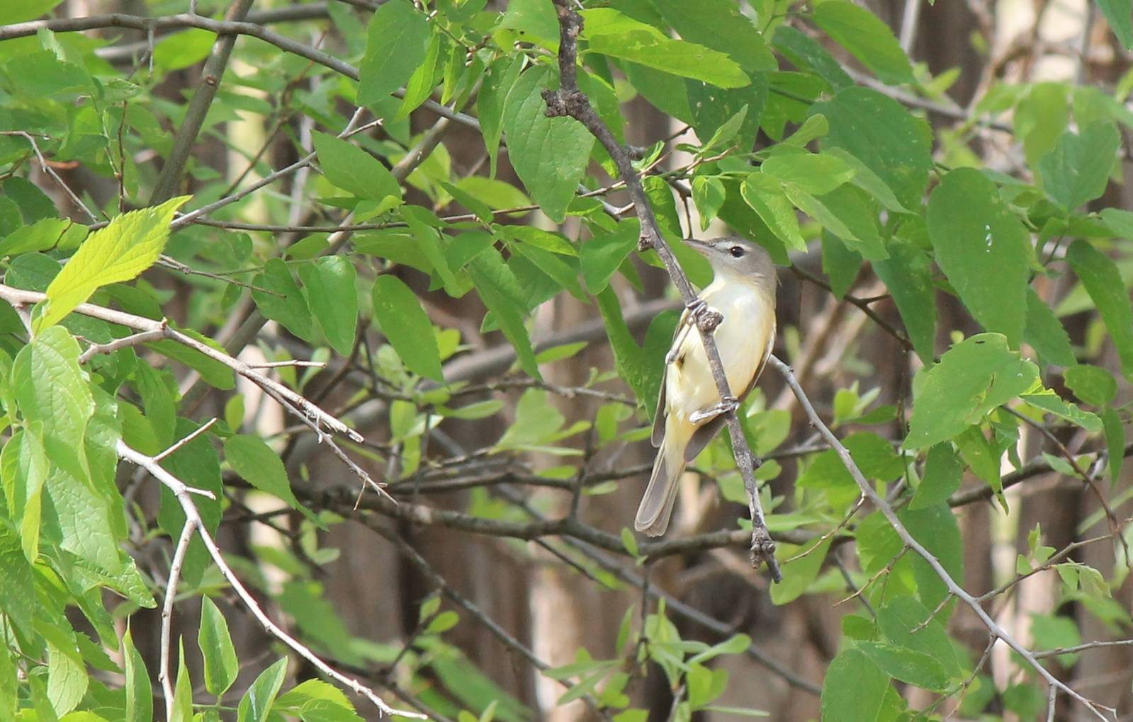 Bell's Vireo