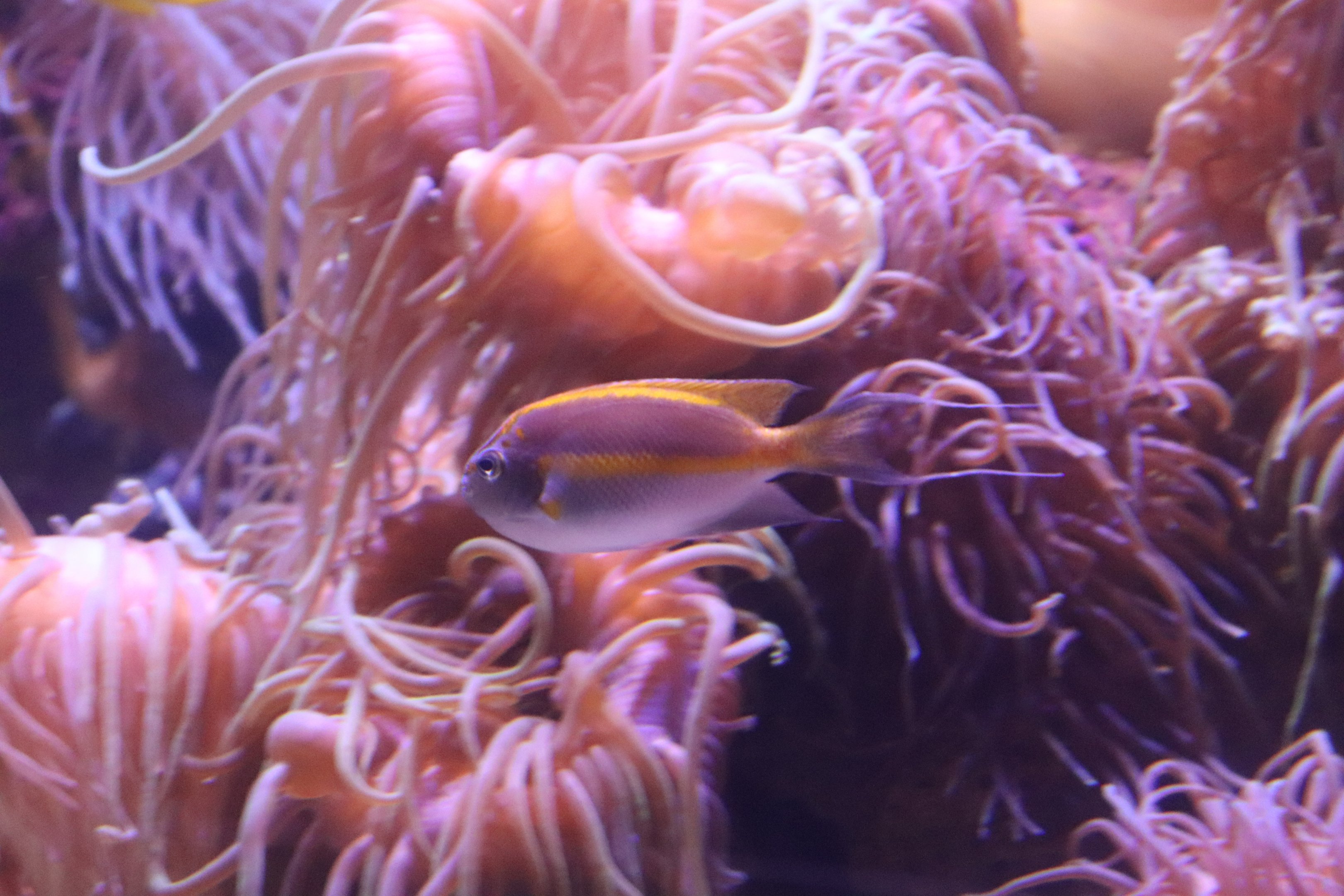 Bellus Angelfish (Genicanthus bellus)- SEA LIFE Sydney