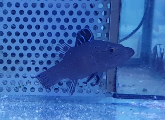 Belonoperca chabanaudi