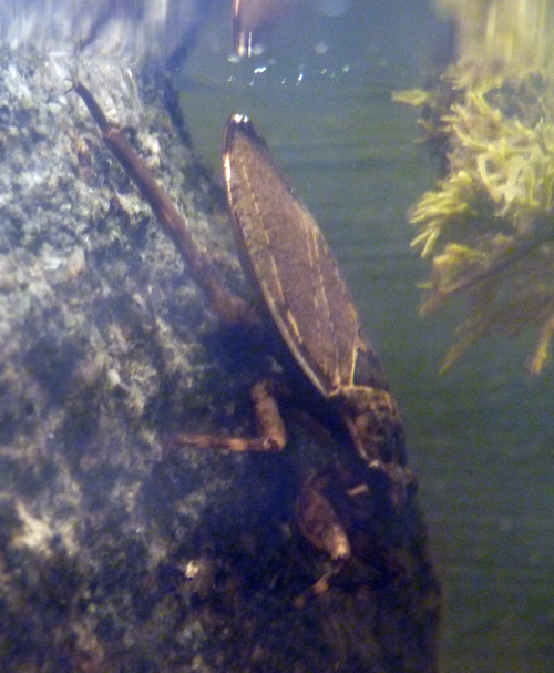 Belostomatid for ID please!!