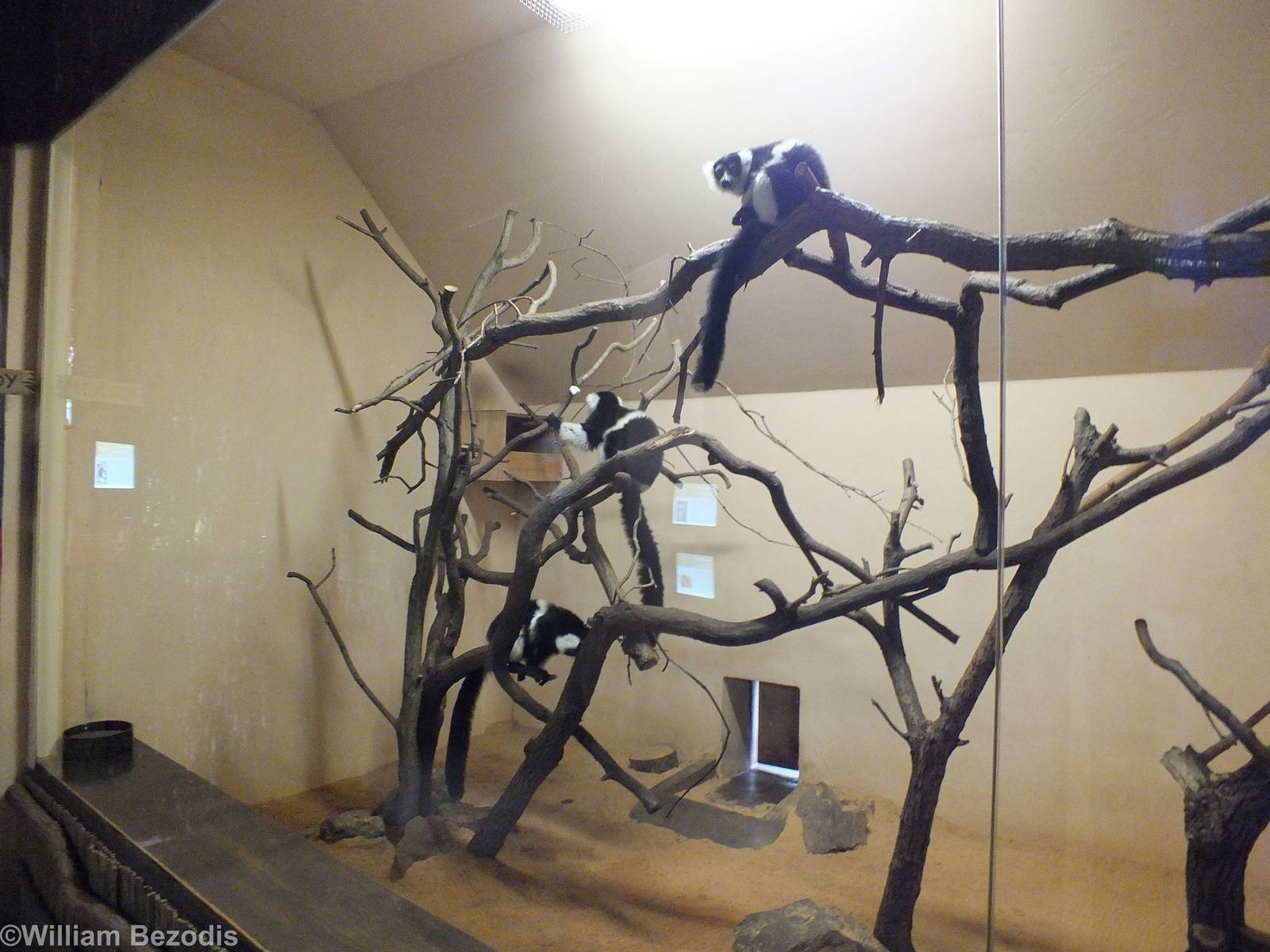 Belted Black-and-white Ruffed Lemur Indoor Area