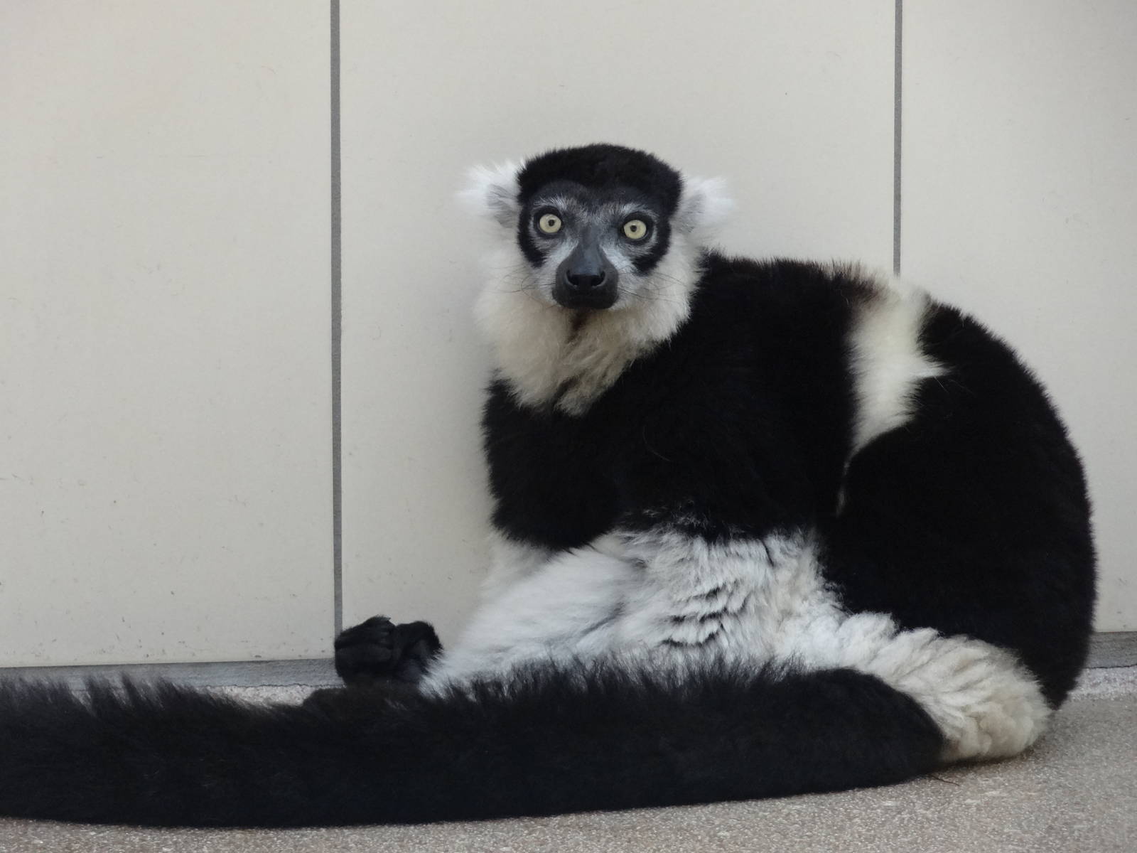 Belted black and white ruffed lemur