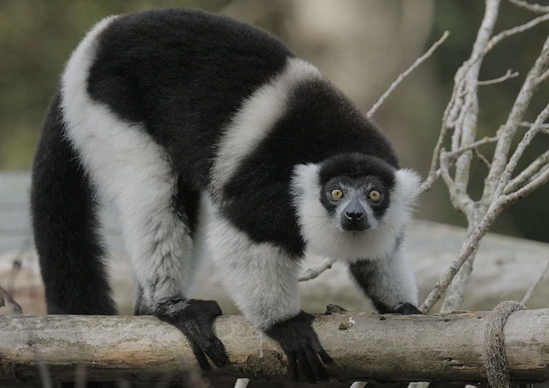 Belted black-and-white ruffed lemur