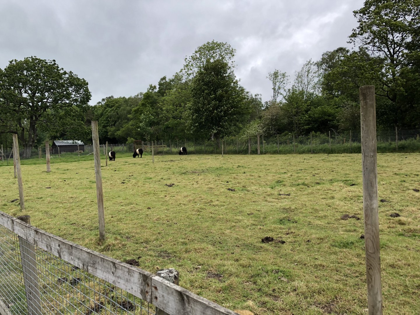 Belted Galloway Enclosure at Lake District Wildlife Park (May 2019)