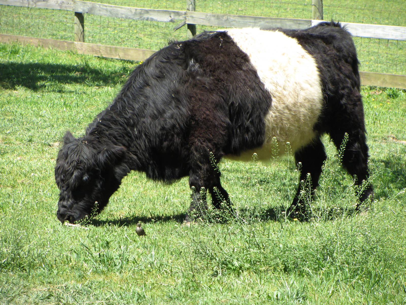 Belted Galloway