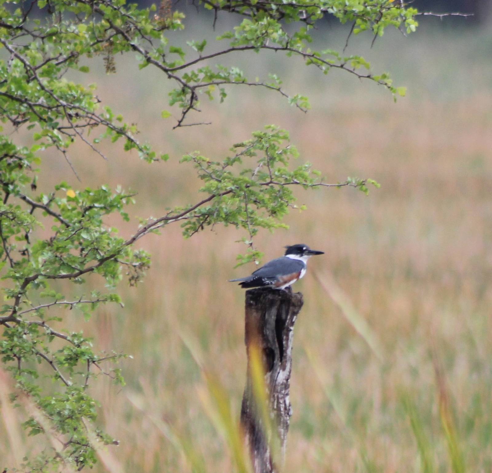 Belted kingfisher female