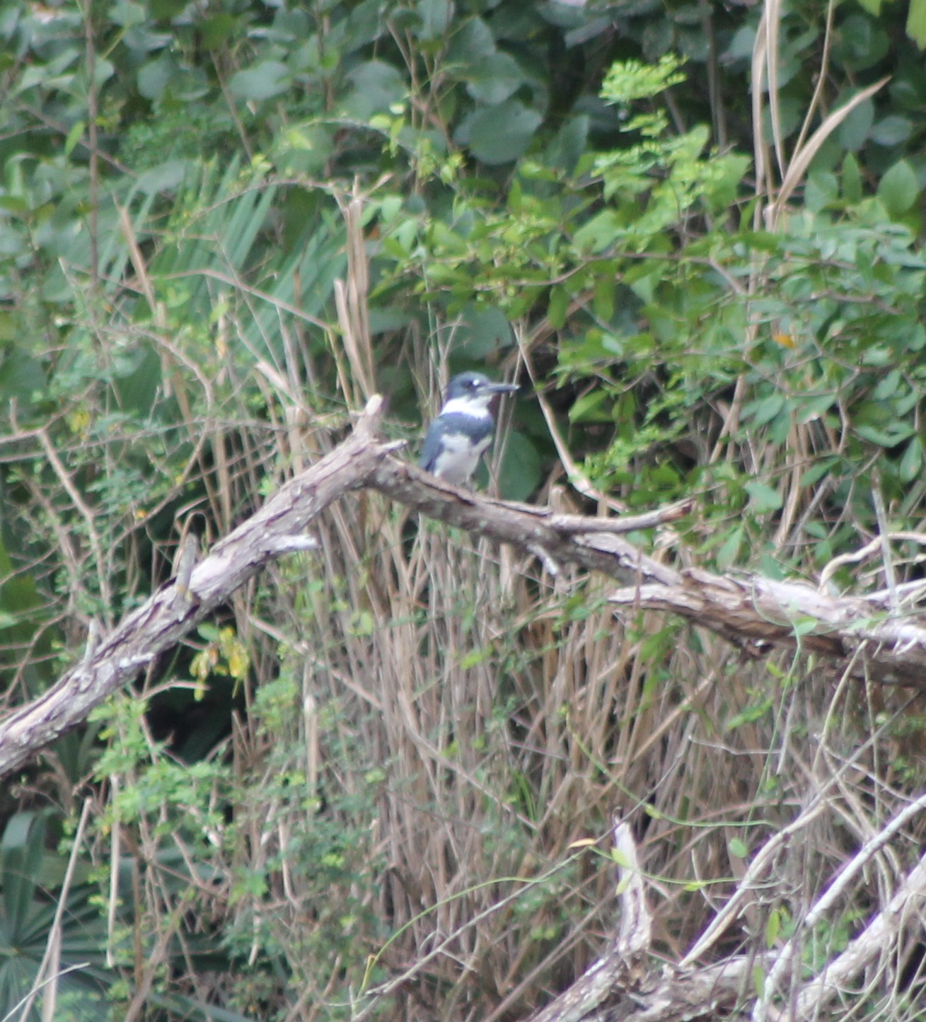 Belted kingfisher, male