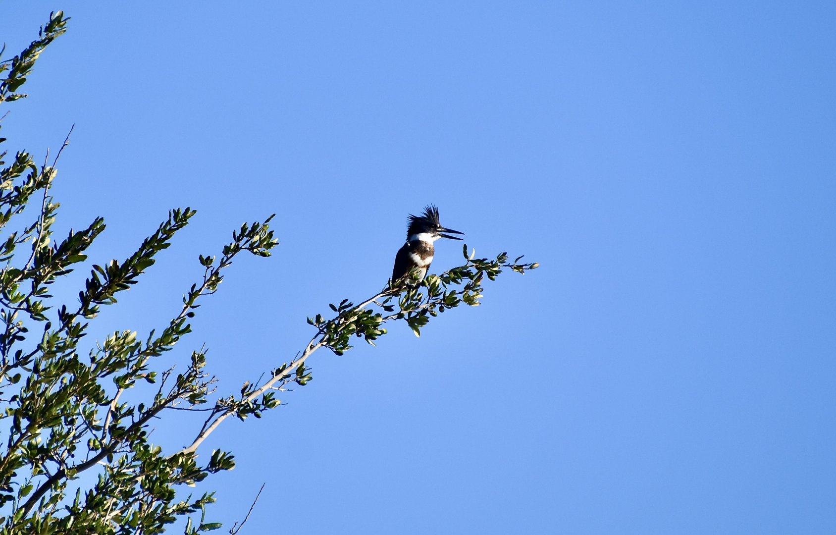 Belted Kingfisher (Megaceryle alcyon) female