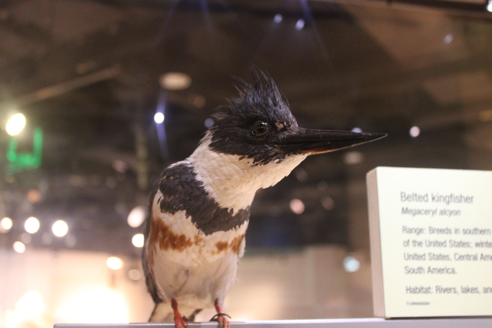 Belted Kingfisher (Megaceryle alcyon)