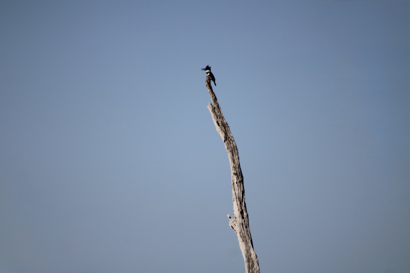 Belted Kingfisher (Megaceryle alcyon)