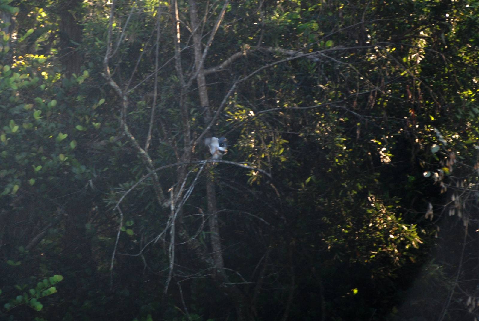 Belted Kingfisher, Western Everglades/Big Cypress, October 2013