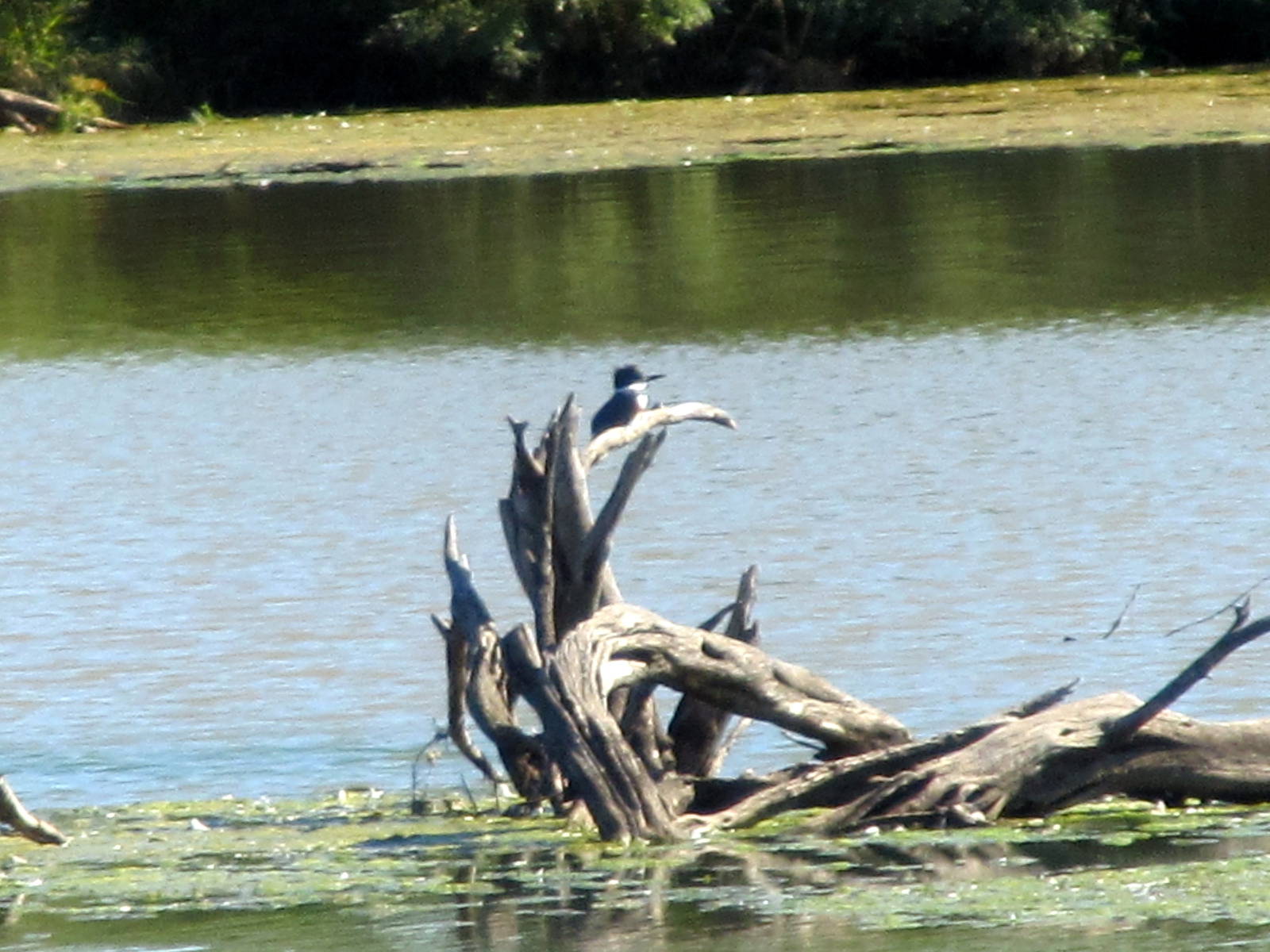 Belted Kingfisher
