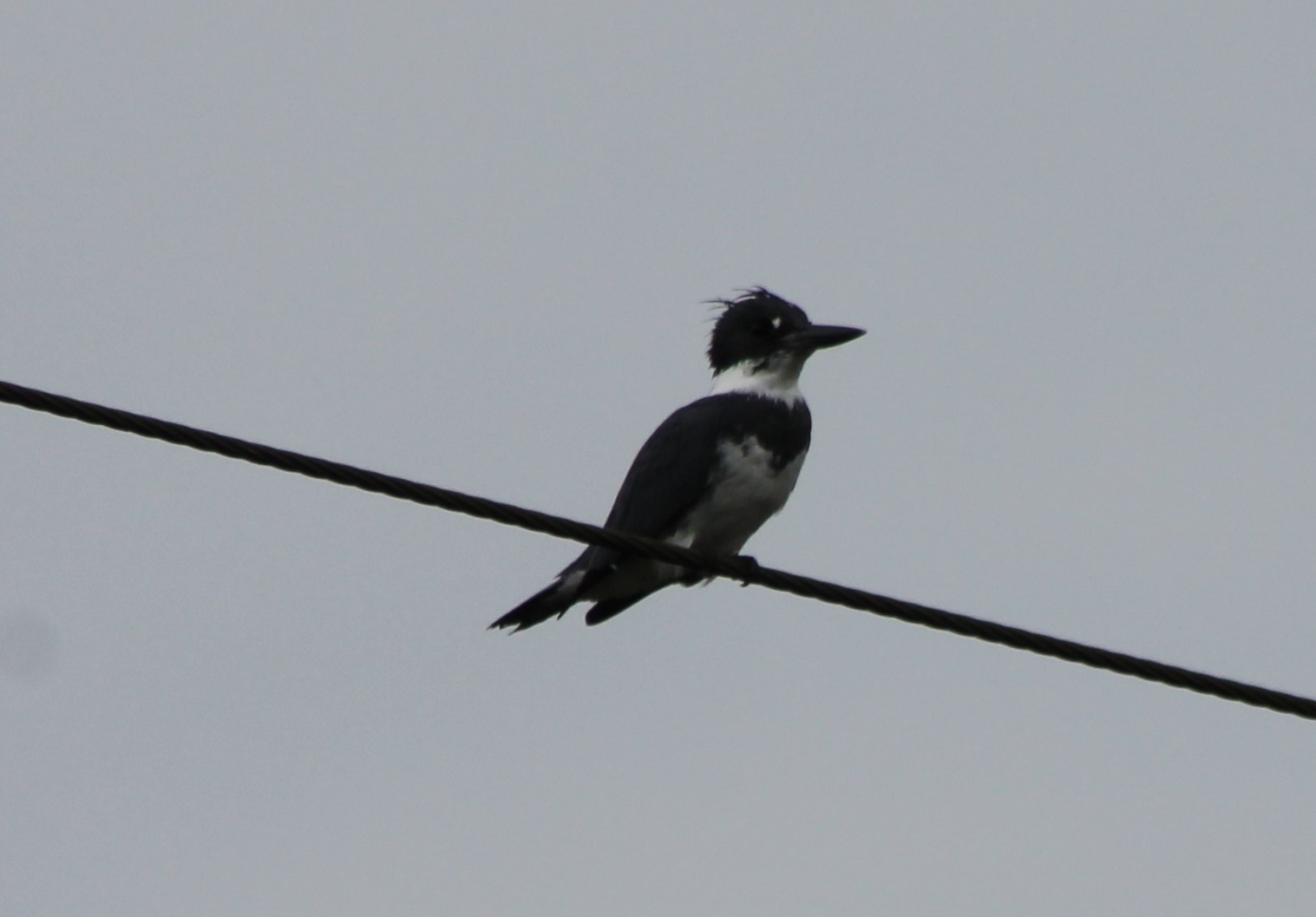 Belted kingfisher
