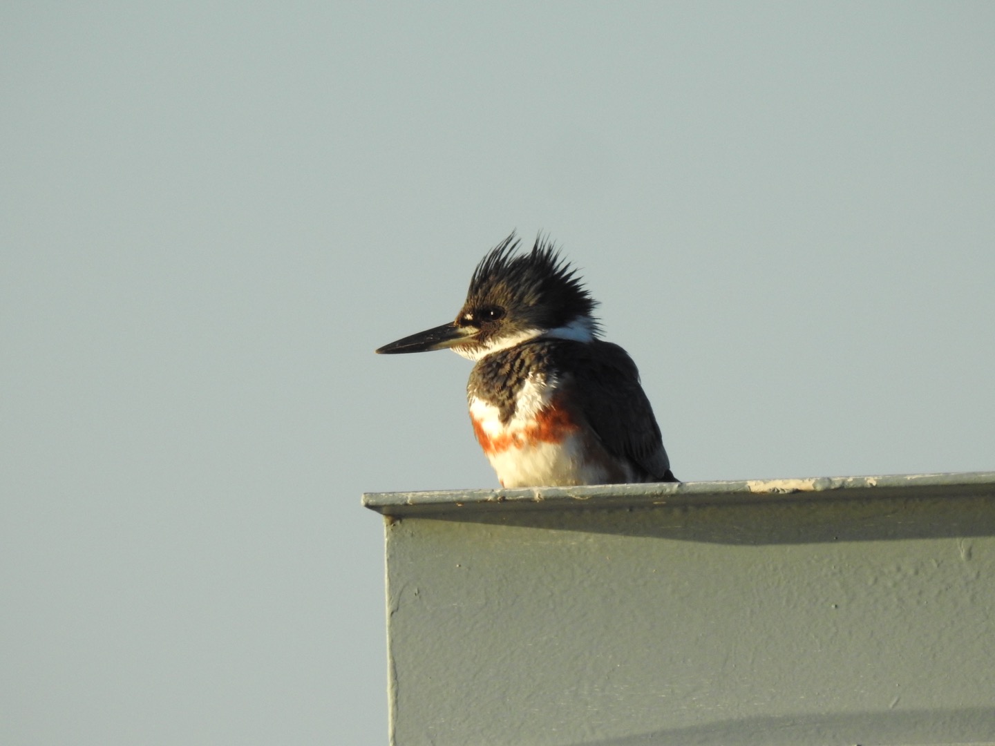 Belted Kingfisher