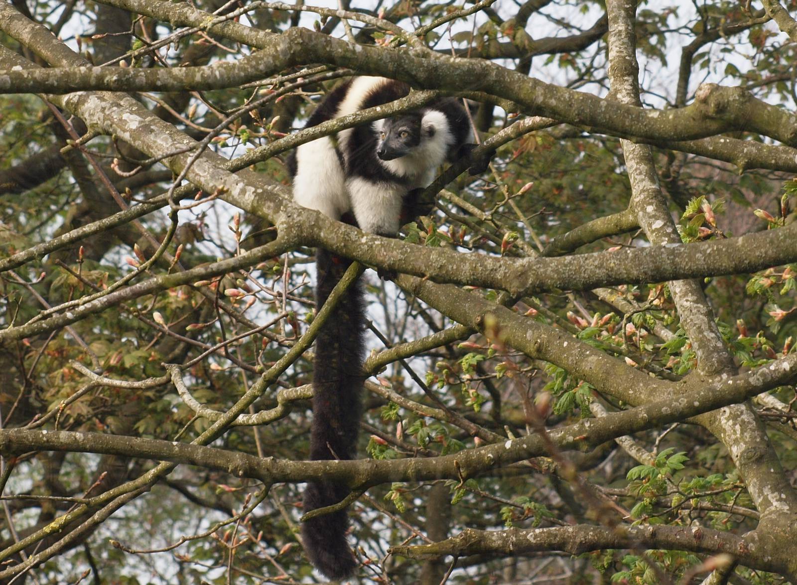 Belted lemur