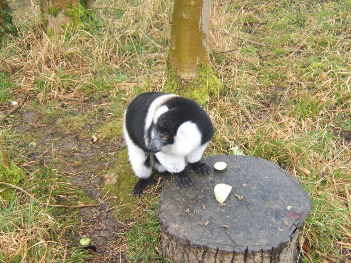Belted Ruffed Lemur 03/02/2018