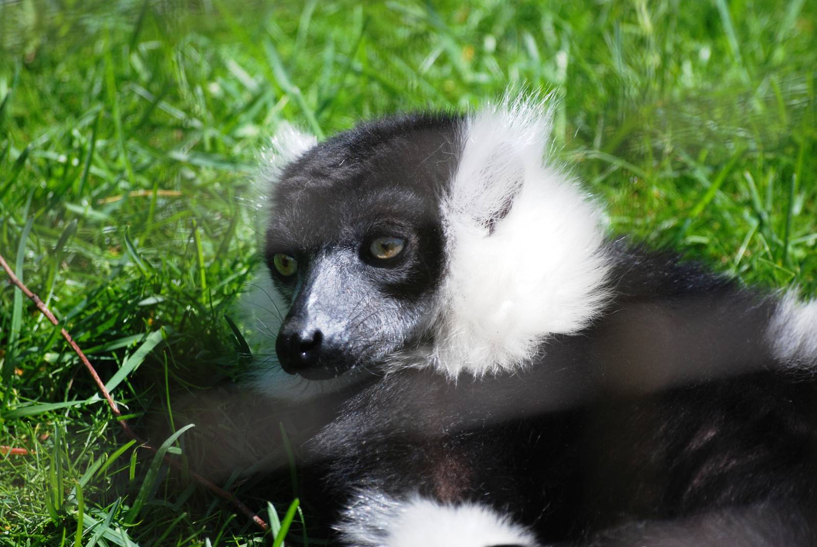 Belted Ruffed Lemur at Cotswold WP, 12/05/12