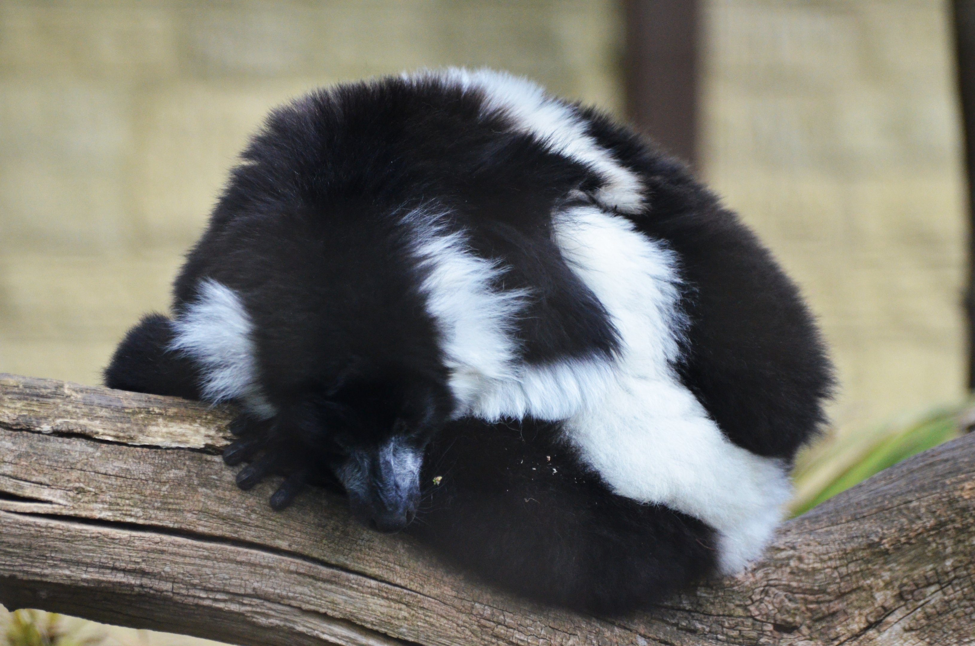Belted Ruffed Lemur at Cotswold WP, 22/04/17