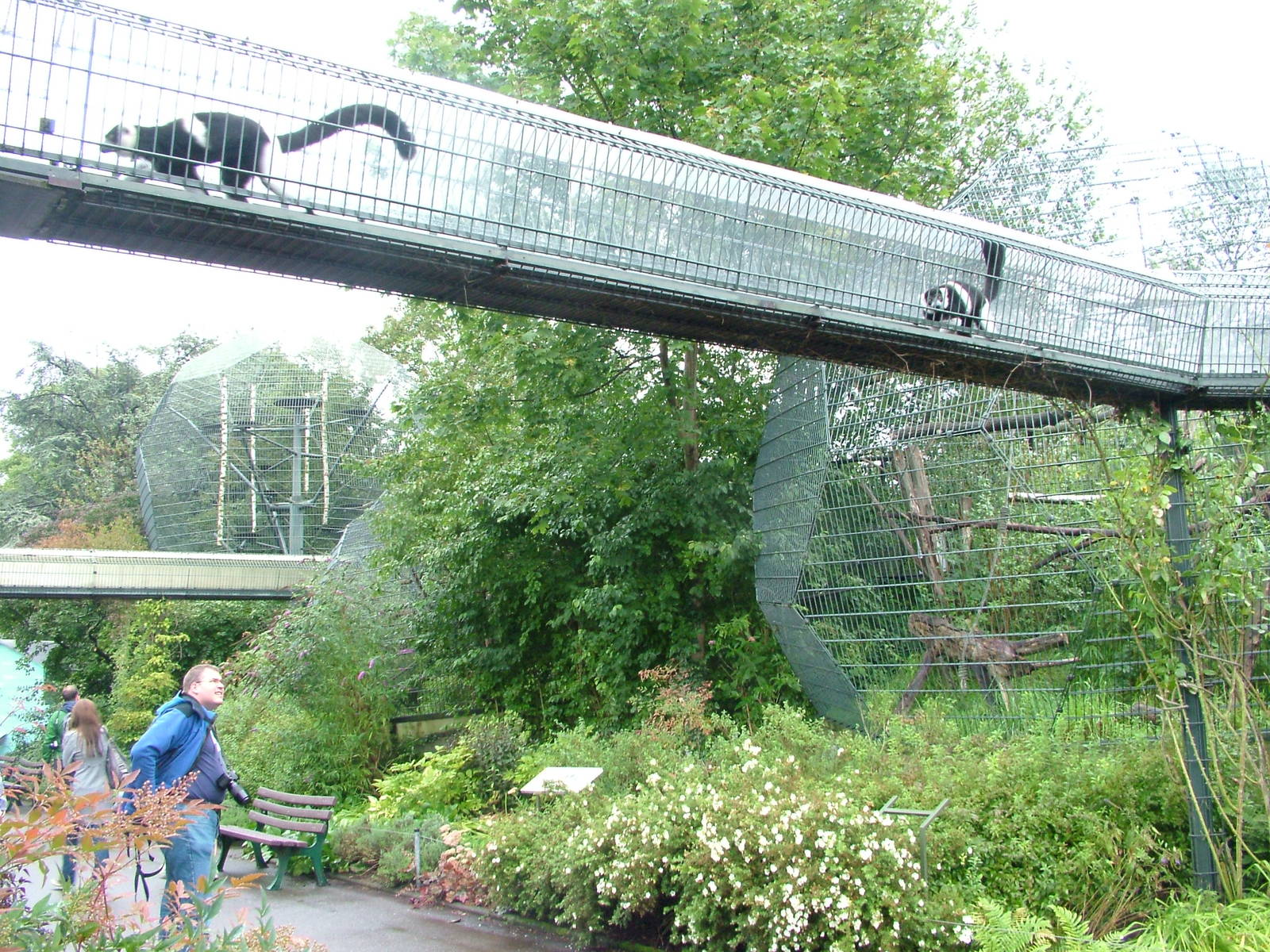 Belted Ruffed Lemur Bridge at Cologne, 07/09/10